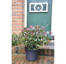 Photinia im Topf für den Außenbereich