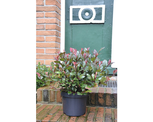 Photinia im Topf für den Außenbereich