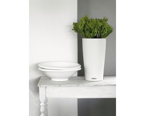 Dekorative Szene mit Pflanzgefäß, Pflanze und Schalen auf Tisch