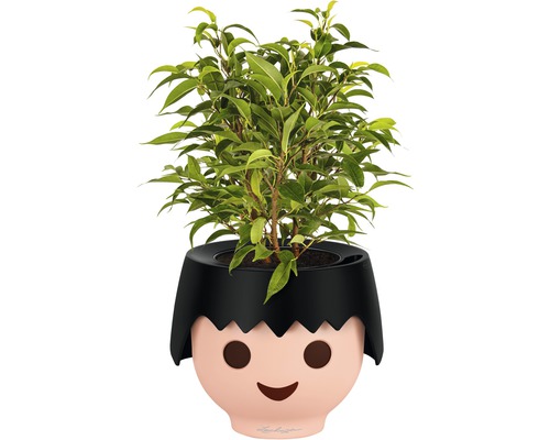 Zimmerpflanze in einem Blumentopf mit Gesicht