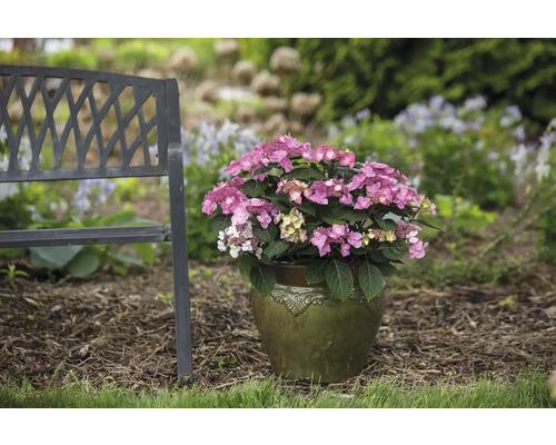 Rosa Hortensie im Topf neben einer Gartenbank