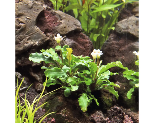 Aquariumpflanze mit grünen Blättern und weißen Blüten zwischen Steinen