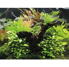 Aquarium mit Holzstruktur und verschiedenen Wasserpflanzen