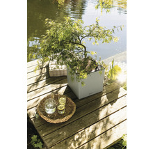 Szene mit einem japanischen Ahorn in einem Pflanzgefäß auf einer Holzterrasse