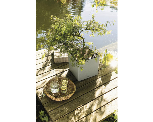 Szene mit einem japanischen Ahorn in einem Pflanzgefäß auf einer Holzterrasse