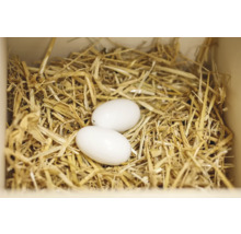 Zwei Eier im Stroh Nest