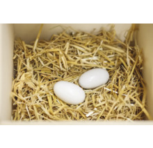 Zwei Eier in einem Nest aus Stroh