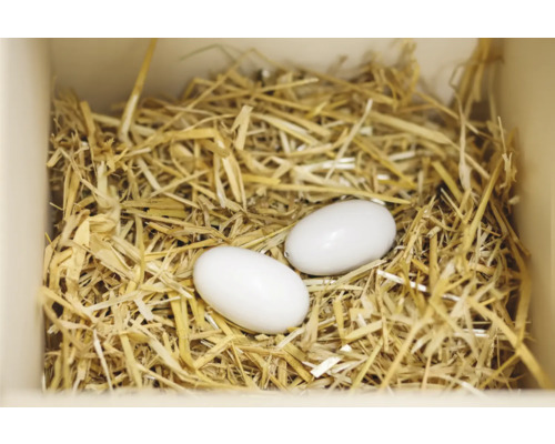 Zwei Eier in einem Nest aus Stroh