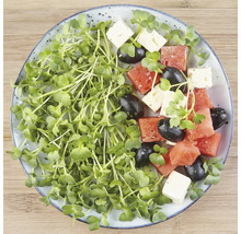 Wassermelone, Feta, Oliven und Microgreens auf einem Teller