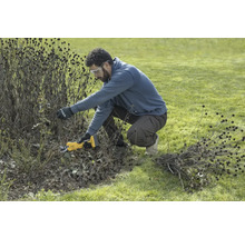 Ein Mann schneidet mit einer Akku-Gartenschere Büsche im Garten.