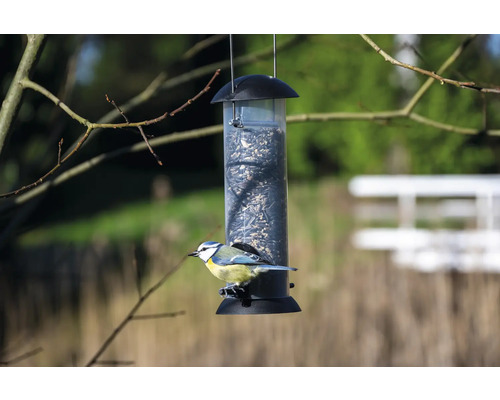 Blaumeise an einer hängenden Vogelfutterstation mit Samen