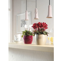 Zwei Cyclamen Pflanzen in Töpfen auf einem Regal mit drei Pendelleuchten im Hintergrund.