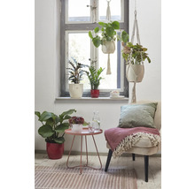 Helles Zimmer mit Pflanzen in Töpfen, Beistelltisch und Stuhl