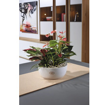 Dekorative Zimmerpflanze in weißer Keramikschale auf einem Tisch