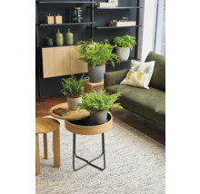 Wohnzimmer mit Regalen, Schrank, Sofa, Teppich und Tischen mit Topfpflanzen.