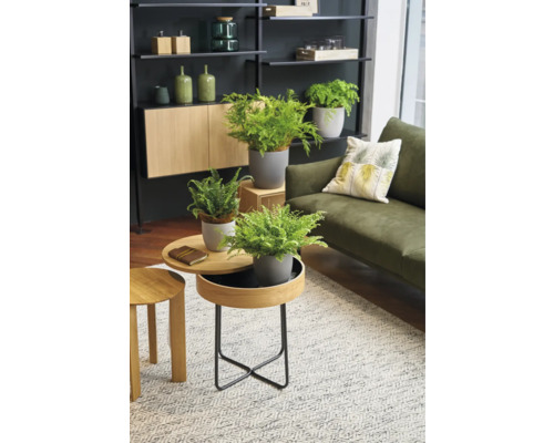 Wohnzimmer mit Regalen, Schrank, Sofa, Teppich und Tischen mit Topfpflanzen.