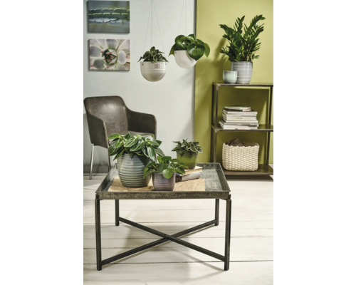 Wohnzimmer mit Pflanzen in Töpfen auf einem Tisch, einem Regal und hängend