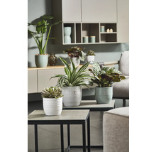 Verschiedene Zimmerpflanzen in Töpfen auf Beistelltischen in einem Wohnzimmer.