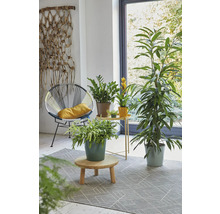 Wohnraum mit Sessel, Zimmerpflanzen und Teppich