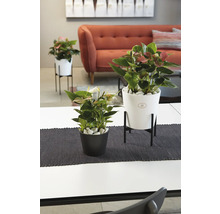 Innenraumszene mit Anthurien in Übertöpfen auf einem Tisch