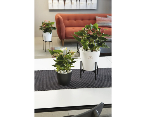 Innenraumszene mit Anthurien in Übertöpfen auf einem Tisch