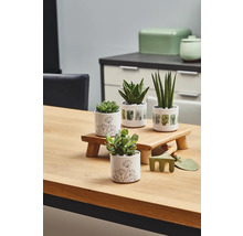 Dekorative Sukkulenten in Töpfen mit Gartengeräten auf einem Holztisch