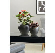 Zwei Zimmerpflanzen in strukturierten Töpfen auf einem Tisch