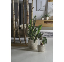 Innenraum mit Raumteiler aus Birkenstämmen und Zimmerpflanzen in Töpfen