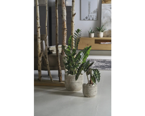 Wohnraum mit Zimmerpflanzen und Birkenstämmen als Raumteiler
