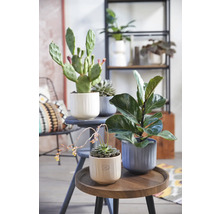 Verschiedene Zimmerpflanzen in Pflanzgefäßen auf Beistelltischen und einem Stuhl