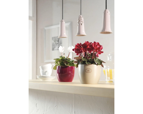 Szene mit Cyclamen Pflanzen in Töpfen auf einer Ablage