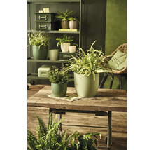 Dekorative grüne Zimmerpflanzen in Pflanzgefäßen auf einem Holztisch, ergänzt durch ein Regal mit Pflanzen und einem Rattansessel für ein gemütliches Ambiente.