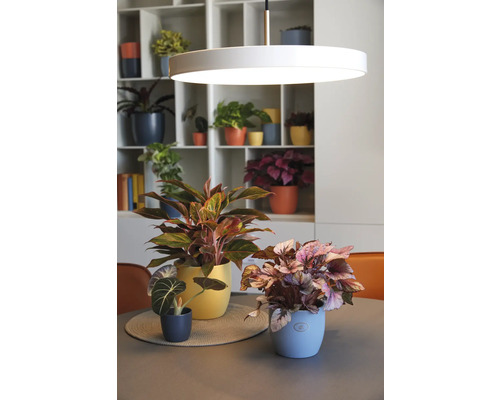 Dekorative Zimmerpflanzen in Übertöpfen auf einem Tisch mit einer Hängelampe und einem Regal im Hintergrund.