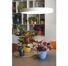 Dekorative Zimmerpflanzen in Pflanzgefäßen auf einem Tisch, beleuchtet von einer runden Lampe