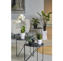 Zimmer mit Orchidee, Grünpflanzen und dekorativen Tischen