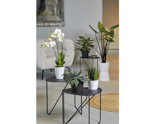 Zimmer mit Orchidee, Grünpflanzen und dekorativen Tischen