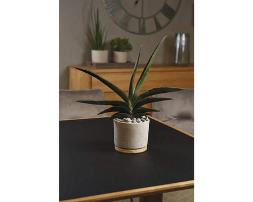 Zimmerpflanze Sansevieria im Topf auf einem Tisch