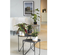 Wohnzimmer-Szene mit verschiedenen Zimmerpflanzen auf schwarzen Beistelltischen.