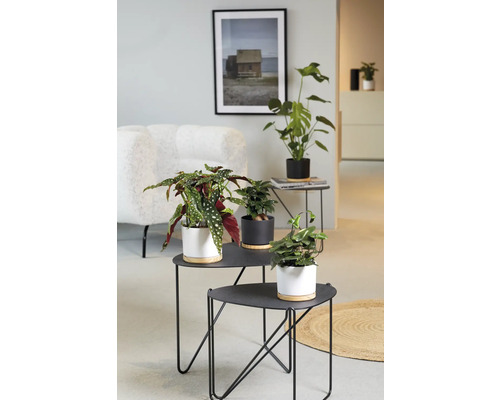 Wohnraum mit Pflanzen auf Beistelltischen