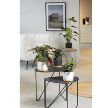 Dekorative Zimmerpflanzen in Töpfen auf Beistelltischen im Wohnzimmer