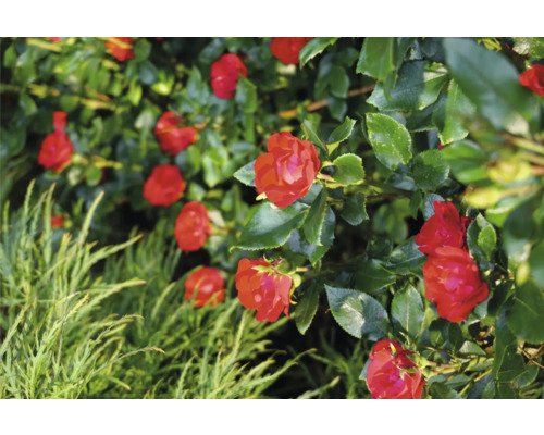 Detailaufnahme von roten Rosenblüten mit grünen Blättern in einem Garten.
