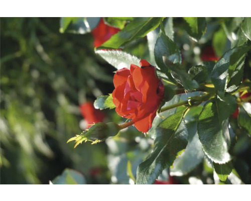 Nahaufnahme einer roten Rose im Garten.