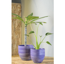 Zwei Zimmerpflanzen in Pflanzgefäßen