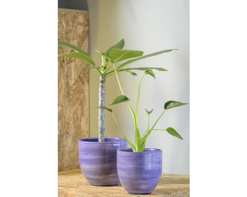 Zwei Zimmerpflanzen in Pflanzgefäßen