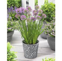 Lauchblumen in einem dekorativen Blumentopf auf einer Terrasse