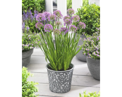 Lauchblumen in einem dekorativen Blumentopf auf einer Terrasse