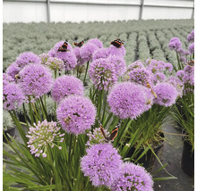 Zierlauch mit Schmetterlingen und Bienen