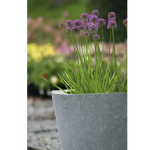 Blühender Zierlauch im Pflanzgefäß