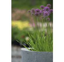 Zierlauch in einem grauen Pflanzgefäß