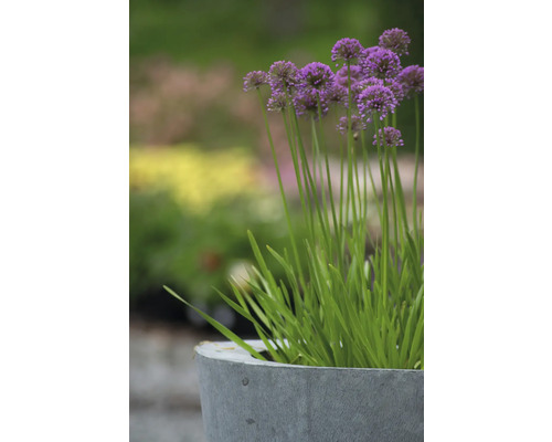 Zierlauch in einem grauen Pflanzgefäß